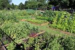 Contrecœur veut se doter d’un jardin communautaire
