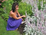 Le Jardin des Curiosités n’est plus accessible au public