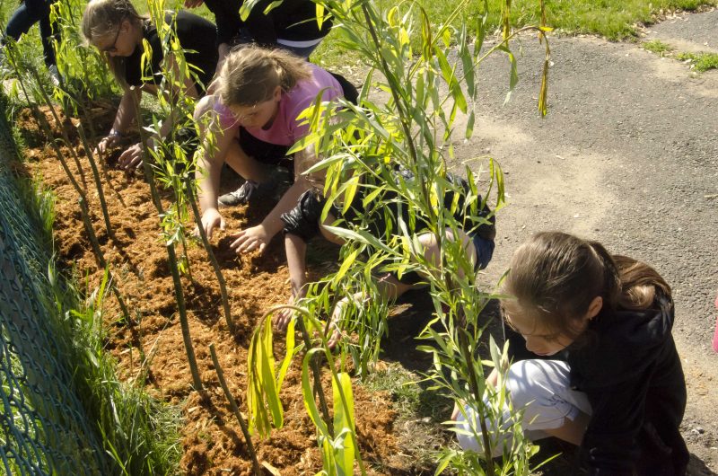 Les élèves de l’école primaire de Sainte-Victoire-de-Sorel découvrent comment planter, entretenir et tisser le saule. | Photo: Stéphane Martin
