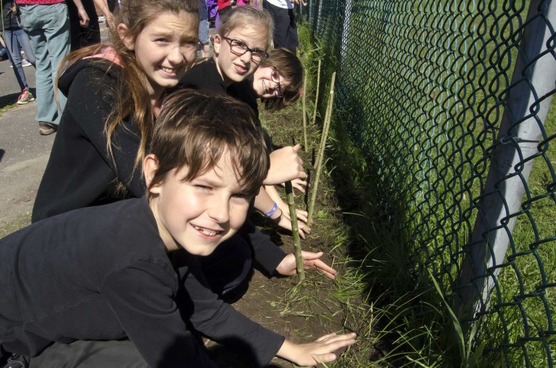 Les élèves de l’école primaire de Sainte-Victoire-de-Sorel découvrent comment planter, entretenir et tisser le saule. | Photo: Stéphane Martin