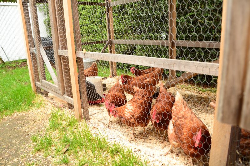 À l’heure actuelle, aucun règlement n’encadre les poules urbaines à Saint-Roch-de-Richelieu. | TC Média - Archives/Sarah-Eve Charland
