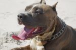 Le débat sur les pitbulls enflamme la politique municipale