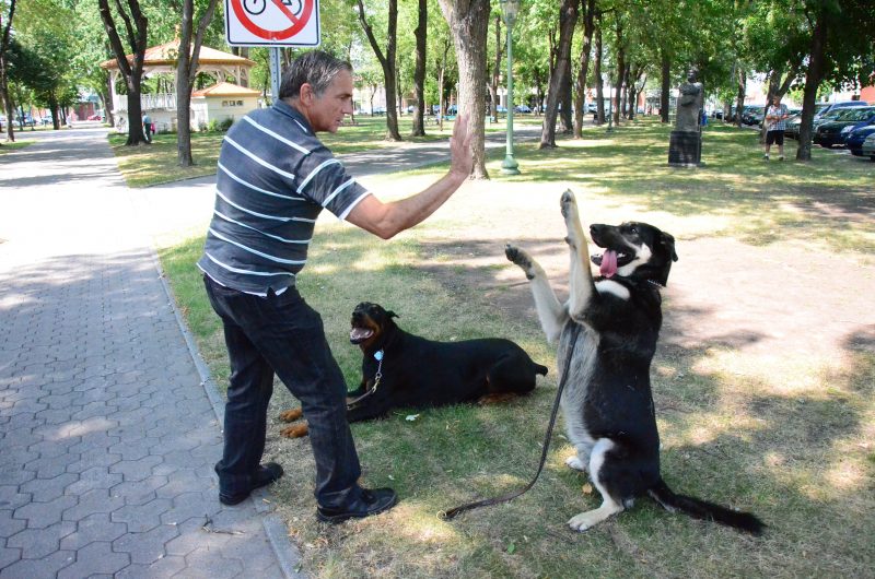André Périgny, entraîneur expérimenté de chiens, ne croit pas que bannir les pitbulls est une solution. | Photo: TC Média – Julie Lambert