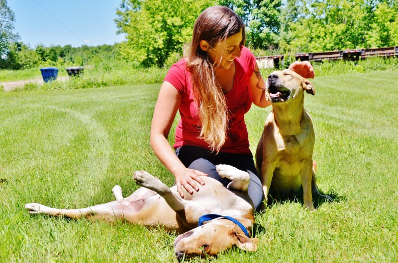 Megan Richer craint la vague de peur qui entoure les pitbulls depuis quelques semaines. | Photo: TC Média – Julie Lambert