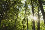 Sylvain Rochon s’associe au Mouvement écologique du comté de Richelieu pour distribuer des plants d’arbres