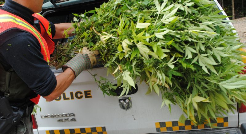Plus de 130 plants de cannabis ont été saisis dans une résidence de Saint-Robert le 17 juillet dernier. | Photo: TC Média – Stéphanie MacFarlane