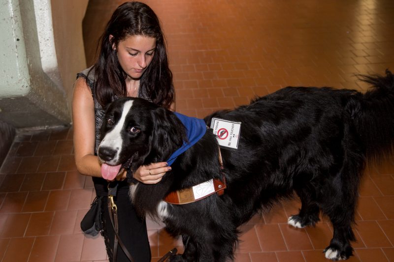 La chien MIRA Agua aide Sarah Ayotte à gérer son anxiété généralisée. | TC Média - Archives/Pascal Cournoyer