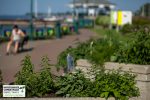Des bacs de potager accessibles à tous en milieu urbain à Sorel-Tracy