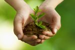 Les parents et employés de l’ESFL plantent des arbres