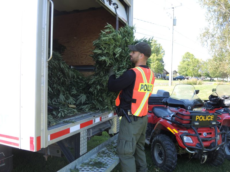 Les enquêteurs de la Sûreté du Québec (SQ) ont saisi plus de 4700 plants de cannabis durant les trois jours de l’opération Cisaille sur le territoire de la MRC Pierre-De Saurel. | TC Média - Sarah-Eve Charland