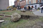 De nouveaux arbres pour remplacer les frênes