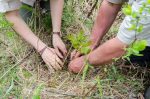 Contrecœur plantera d’autres arbres grâce à une subvention