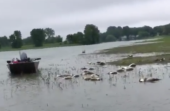 Les canards flottaient sur le bord de la rive du fleuve Saint-Laurent, le 14 juin. (Photo: capture d'écran)
