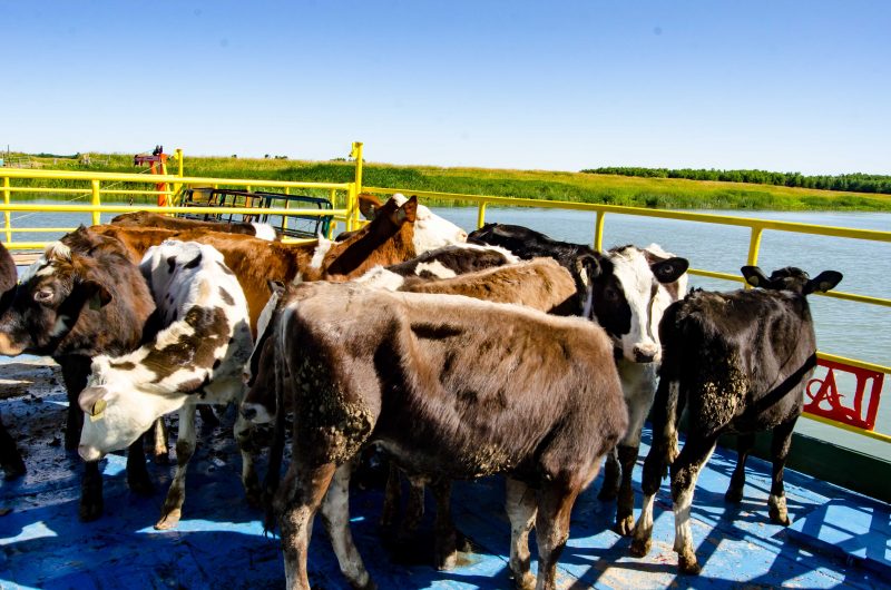 Les vaches ont été transportées sur ce bac, le 17 juillet, pour se rendre sur l’île du Moine. (Photo : Stéphane Martin)