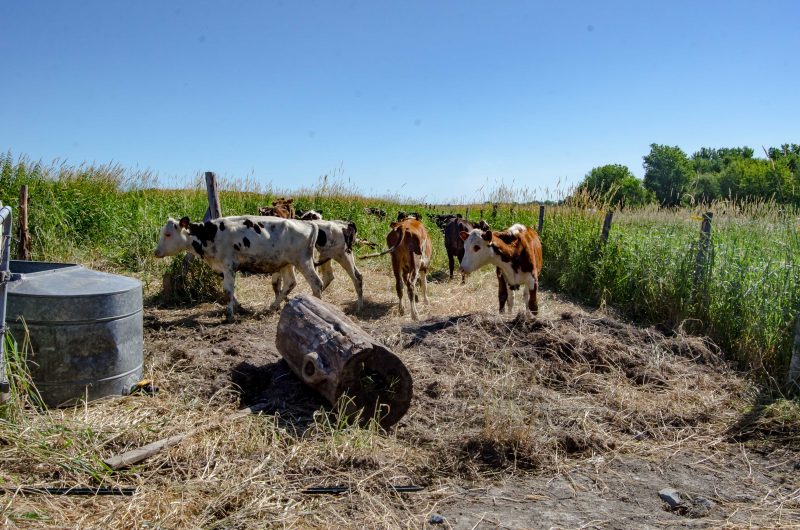 Les vaches lors de leur arrivée sur l’île, le 17 juillet (Photo : Stéphane Martin)