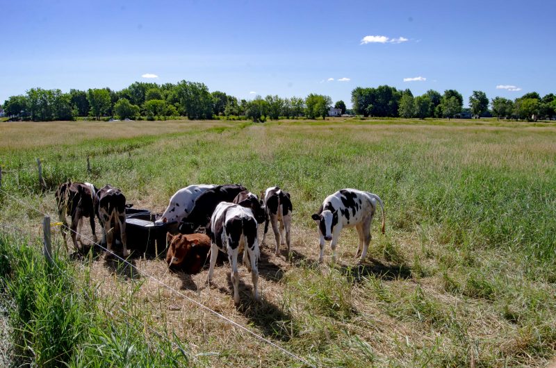 Des vaches sont arrivées sur l'île le 17 juillet. L'activité de nettoyage des berges aura lieu le 9 septembre. (Photo : Stéphane Martin)