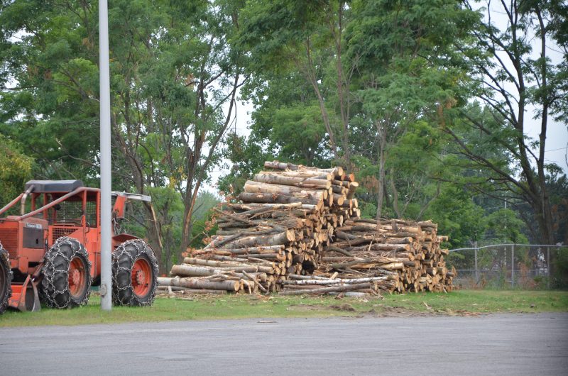 Des arbres ont été coupés sur un terrain appartenant à la Commission scolaire de Sorel-Tracy, près de l’école secondaire Fernand-Lefebvre. (Photo : Xavier Demers)