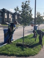 Contrecœur poursuit la plantation d’arbres sur son territoire