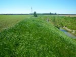 Une bande riveraine sur deux est conforme dans la MRC de Pierre-De Saurel
