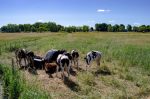 Bénévoles recherchés pour plantation d’arbres et corvée de nettoyage des rives à l’île du Moine