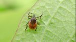 Moins de risque pour la maladie de Lyme dans la MRC Pierre-De Saurel