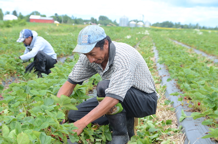 Une cinquantaine de travailleurs étrangers sont employés dans des fermes du territoire.
Photothèque | Les 2 Rives ©