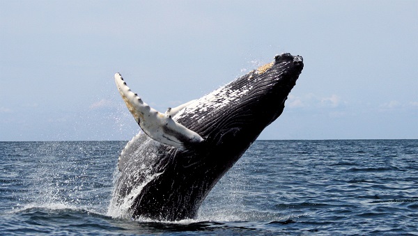 La baleine à bosse a d’abord été observée, vendredi avant-midi, près de l’île de Basque, à Sainte-Anne-de-Sorel, puis de l’autre côté de l’île à Pierre.
Photo Wikipédia