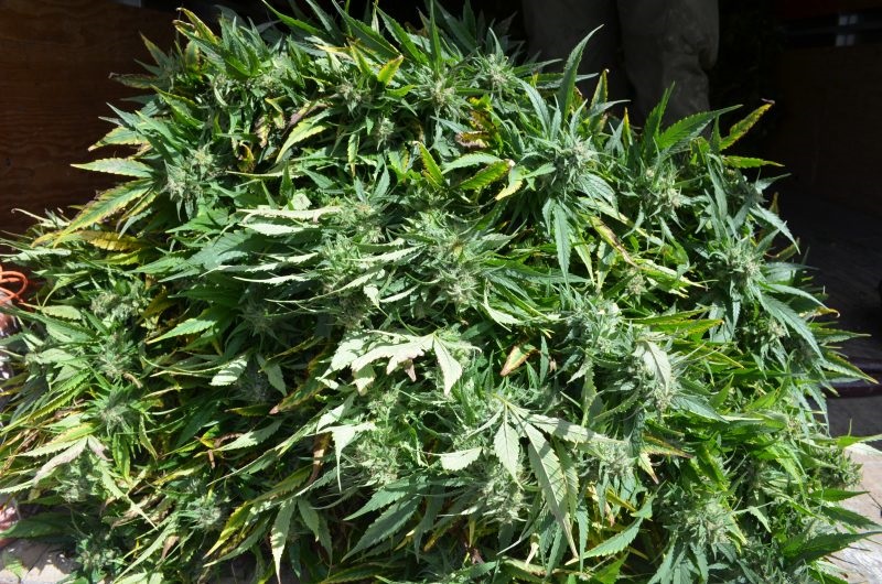 Un homme a fait pousser du cannabis légal sur la rue Bonin à Sorel-Tracy, mais l’a utilisé à des fins de trafic. Photothèque | Les 2 Rives ©