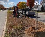 Des plantations d’arbres pour remplacer les frênes à Sorel-Tracy