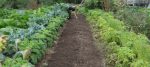Une forêt nourricière collective au cœur de Saint-Roch-de-Richelieu