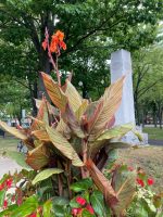 La Ville de Sorel-Tracy lance un concours pour gagner une plante tropicale