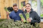 Un début de saison prometteur pour les producteurs d’asperges