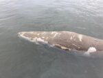 La carcasse d’un petit rorqual retrouvée à Contrecœur