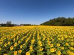 Les tournesols toujours aussi populaires à la Ferme St-Ours