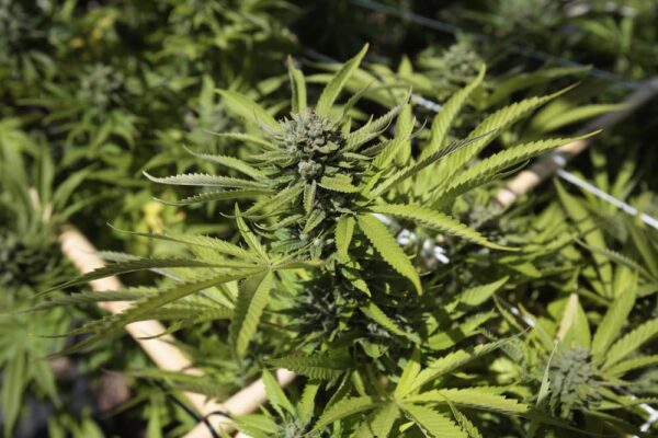 Contrebande de cannabis : une résidence perquisitionnée à Saint-Ours