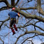 Hydro-Québec coupera des branches d’arbres à Sorel-Tracy