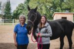 Trouver le bien-être auprès des chevaux