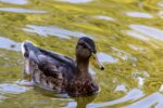 Entretien avec un canard