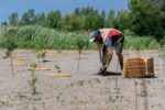 Le projet de parc agricole métropolitain de Contrecœur bénéficie d’une subvention